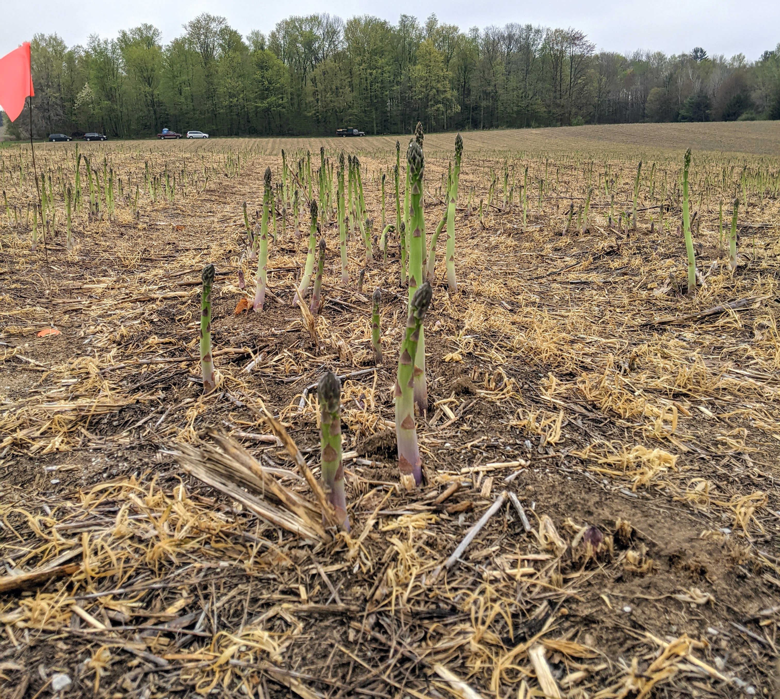 Asparagus coming up from the ground.